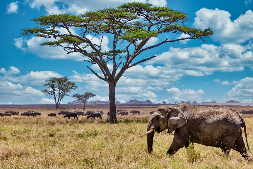 Africa’s AI Awakening: The Continental Strategy That’s Rewriting the Future